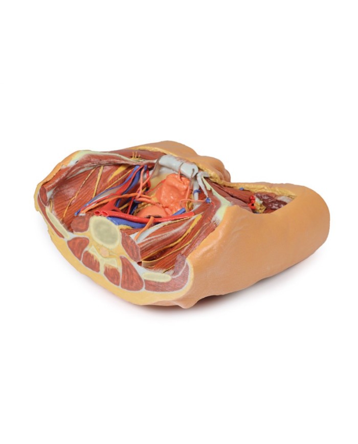 Dissezione del bacino maschile Erler Zimmer 3D anatomy Series