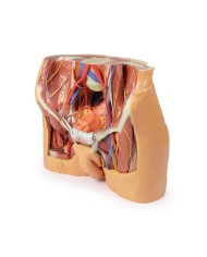 Dissezione del bacino maschile Erler Zimmer 3D anatomy Series