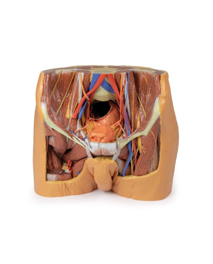 Dissezione del bacino maschile Erler Zimmer 3D anatomy Series