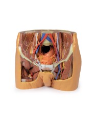 Dissezione del bacino maschile Erler Zimmer 3D anatomy Series