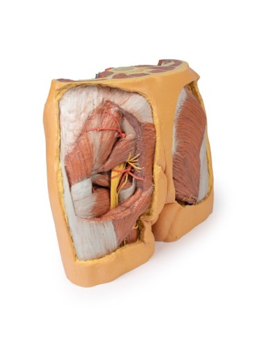 Dissezione del bacino maschile Erler Zimmer 3D anatomy Series