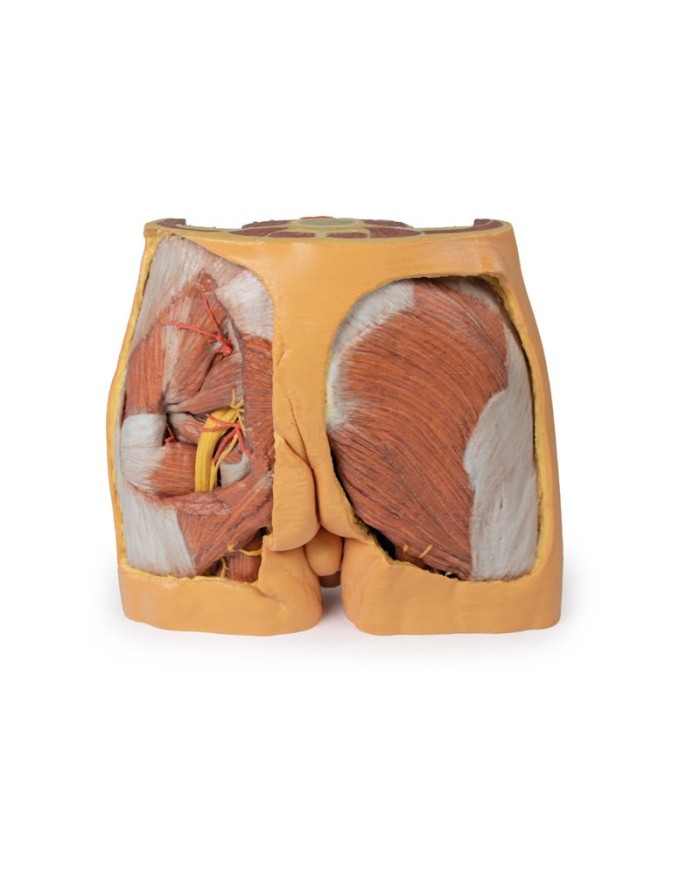 Dissezione del bacino maschile Erler Zimmer 3D anatomy Series