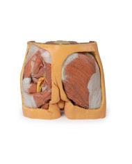 Dissezione del bacino maschile Erler Zimmer 3D anatomy Series