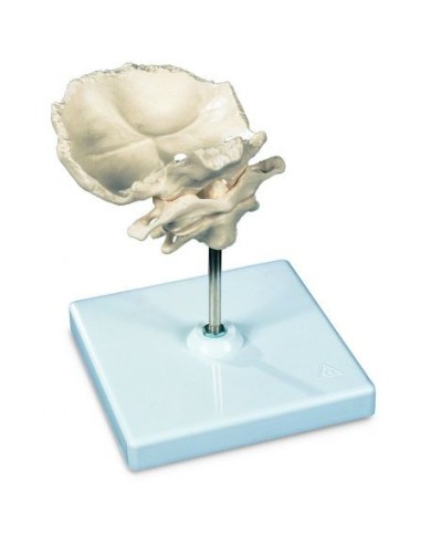 Atlante e epistrofeo 3B Scientific, con squama dell'osso occipitale, montati, su cavalletto rimovibile  A71/5 Atlante e epistrofeo 3B Scientific, con squama dell'osso occipitale, montati, su cavalletto rimovibile  A71/5