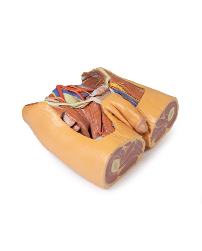 Dissezione del bacino maschile Erler Zimmer 3D anatomy Series