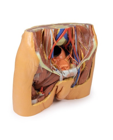 Dissezione del bacino maschile Erler Zimmer 3D anatomy Series