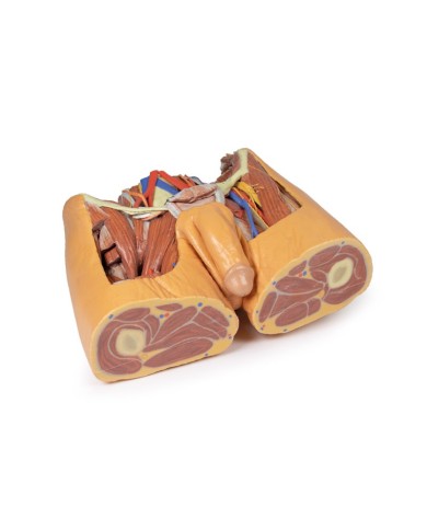 Dissezione del bacino maschile Erler Zimmer 3D anatomy Series