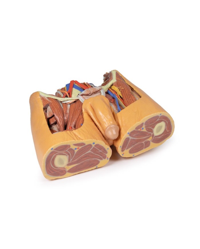 Dissezione del bacino maschile Erler Zimmer 3D anatomy Series