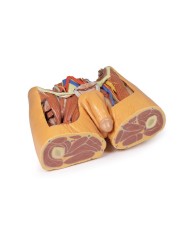 Dissezione del bacino maschile Erler Zimmer 3D anatomy Series