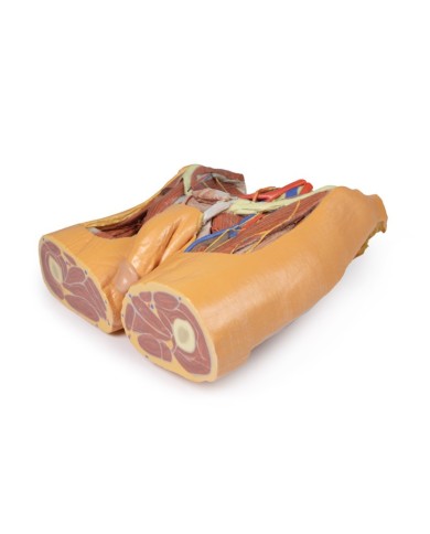 Dissezione del bacino maschile Erler Zimmer 3D anatomy Series