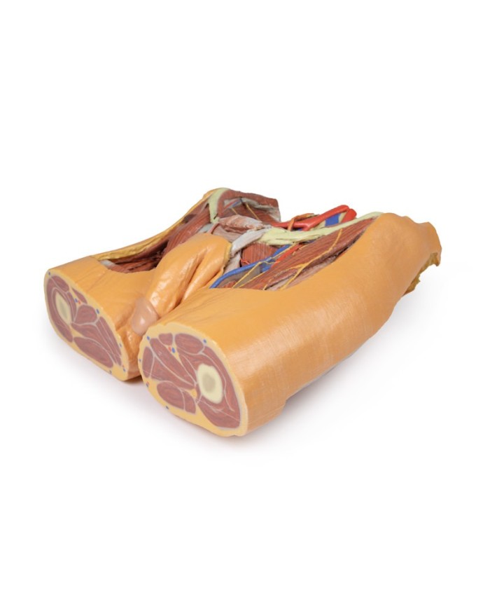 Dissezione del bacino maschile Erler Zimmer 3D anatomy Series