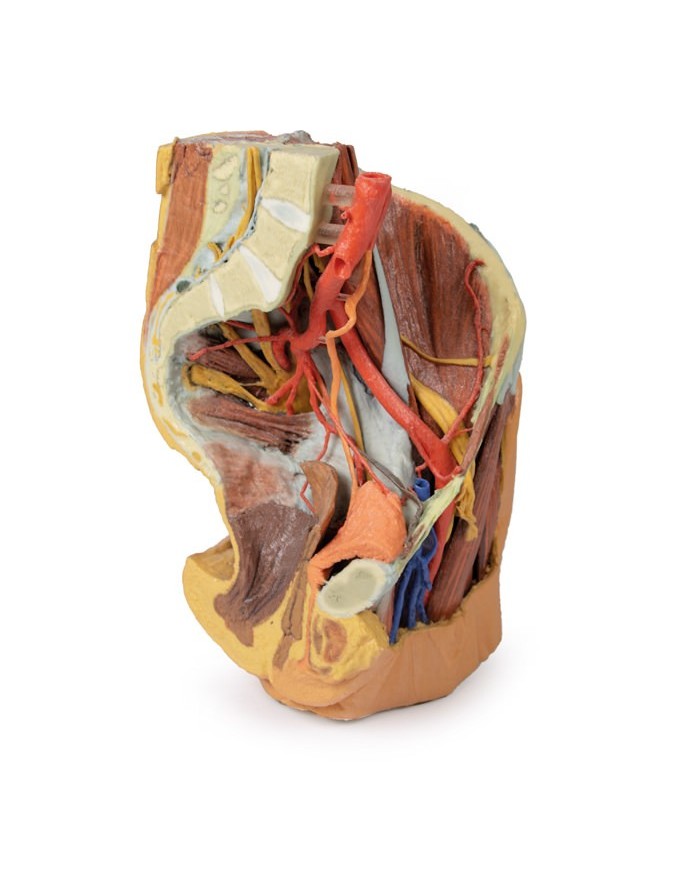 Bacino sinistro femminile e coscia prossimale - Erler Zimmer 3D anatomy Series