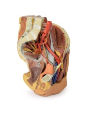 Bacino sinistro femminile e coscia prossimale - Erler Zimmer 3D anatomy Series