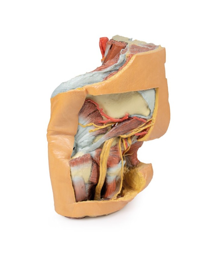 Bacino sinistro femminile e coscia prossimale - Erler Zimmer 3D anatomy Series