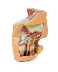 Bacino sinistro femminile e coscia prossimale - Erler Zimmer 3D anatomy Series