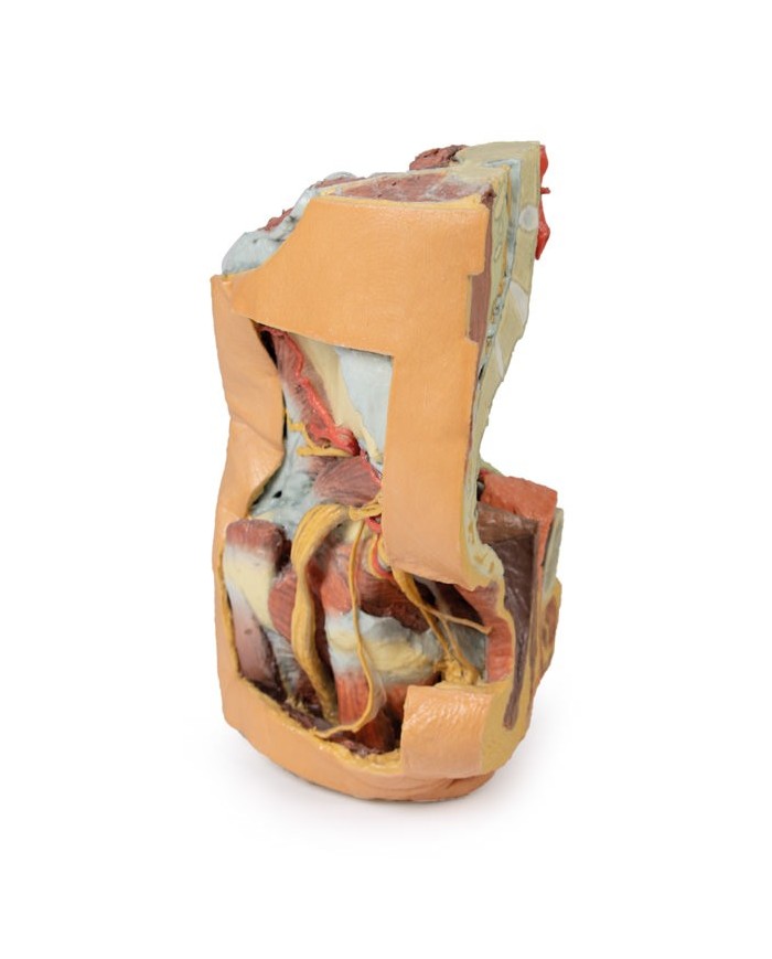 Bacino sinistro femminile e coscia prossimale - Erler Zimmer 3D anatomy Series