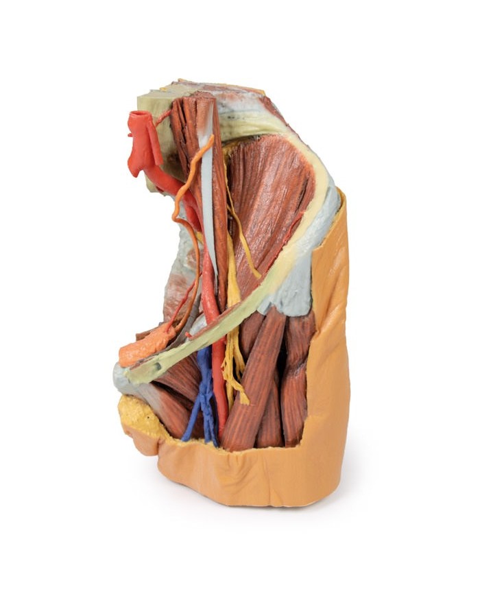 Bacino sinistro femminile e coscia prossimale - Erler Zimmer 3D anatomy Series