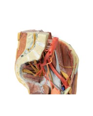 Bacino sinistro femminile e coscia prossimale - Erler Zimmer 3D anatomy Series