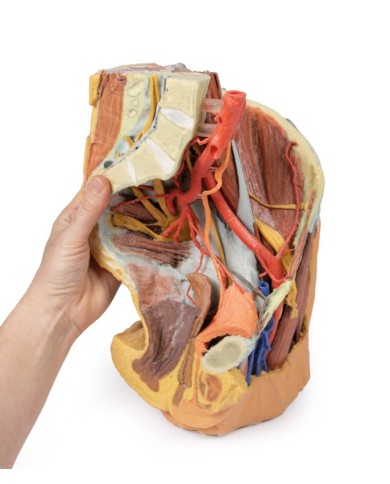 Bacino sinistro femminile e coscia prossimale - Erler Zimmer 3D anatomy Series