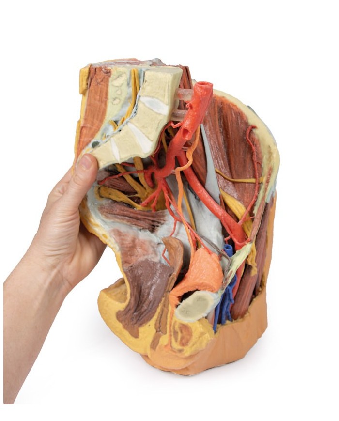 Bacino sinistro femminile e coscia prossimale - Erler Zimmer 3D anatomy Series