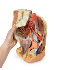 Bacino sinistro femminile e coscia prossimale - Erler Zimmer 3D anatomy Series