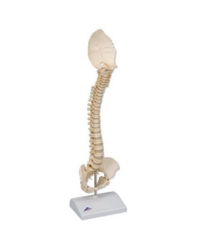 Colonna vertebrale infantile 3B Scientific di qualità 3B BONElike™ A52 Colonna vertebrale infantile 3B Scientific di qualità 3B BONElike™ A52