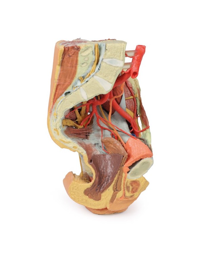 Bacino sinistro femminile e coscia prossimale - Erler Zimmer 3D anatomy Series