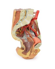 Bacino sinistro femminile e coscia prossimale - Erler Zimmer 3D anatomy Series