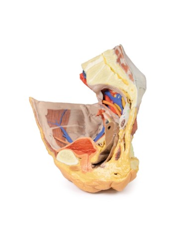 Bacino destro femminile: strutture superficiali e profonde - Erler Zimmer 3D anatomy Series