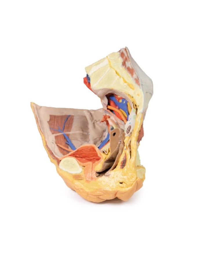 Bacino destro femminile: strutture superficiali e profonde - Erler Zimmer 3D anatomy Series