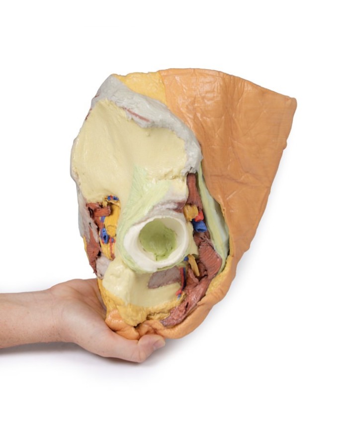 Bacino destro femminile: strutture superficiali e profonde - Erler Zimmer 3D anatomy Series