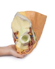 Bacino destro femminile: strutture superficiali e profonde - Erler Zimmer 3D anatomy Series