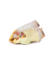 Bacino destro femminile: strutture superficiali e profonde - Erler Zimmer 3D anatomy Series