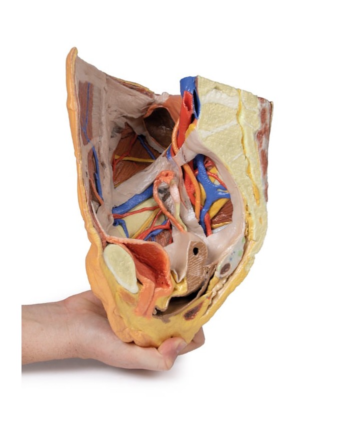 Bacino destro femminile: strutture superficiali e profonde - Erler Zimmer 3D anatomy Series