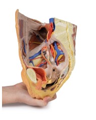 Bacino destro femminile: strutture superficiali e profonde - Erler Zimmer 3D anatomy Series