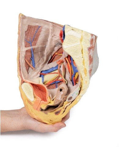 Bacino destro femminile: strutture superficiali e profonde - Erler Zimmer 3D anatomy Series