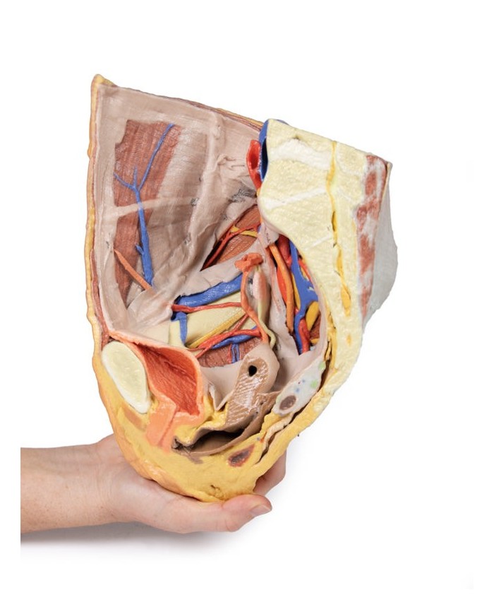 Bacino destro femminile: strutture superficiali e profonde - Erler Zimmer 3D anatomy Series