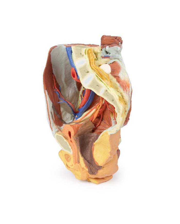 Dissezione del Bacino destro femminile Erler Zimmer 3D anatomy Series