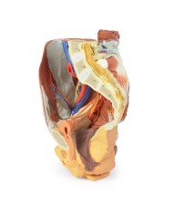 Dissezione del Bacino destro femminile Erler Zimmer 3D anatomy Series