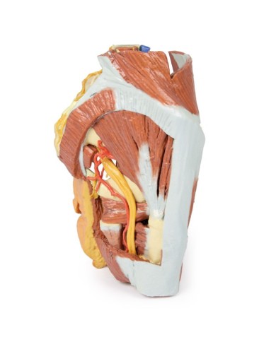 Dissezione del Bacino destro femminile Erler Zimmer 3D anatomy Series