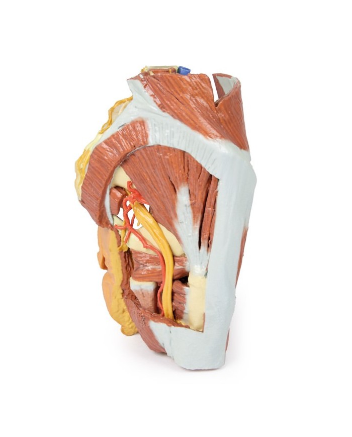 Dissezione del Bacino destro femminile Erler Zimmer 3D anatomy Series