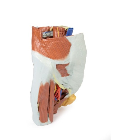 Dissezione del Bacino destro femminile Erler Zimmer 3D anatomy Series