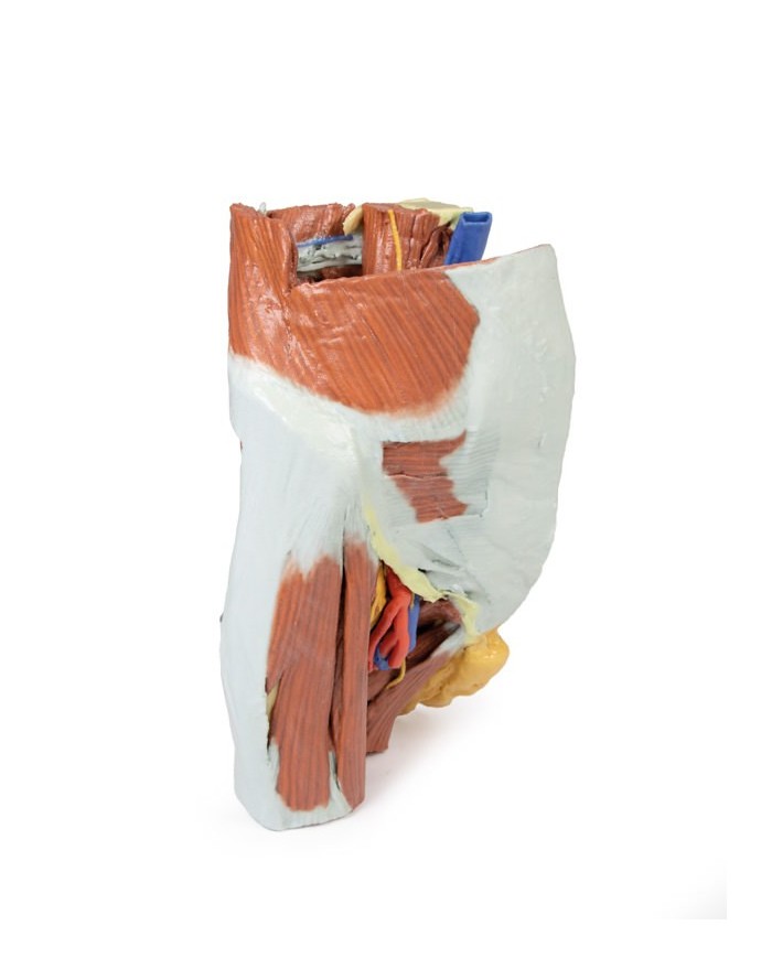 Dissezione del Bacino destro femminile Erler Zimmer 3D anatomy Series