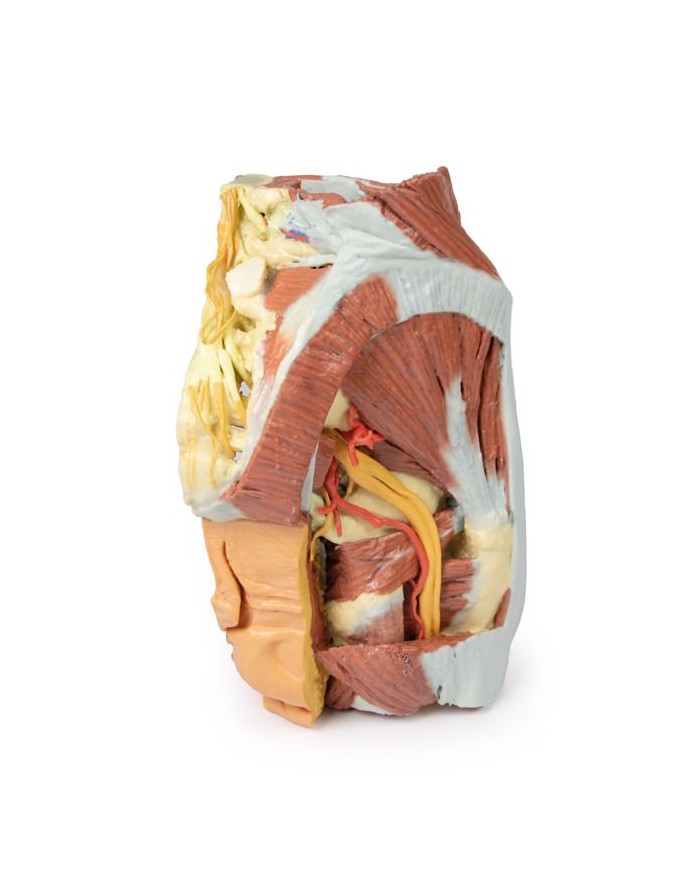 Dissezione del Bacino destro femminile Erler Zimmer 3D anatomy Series