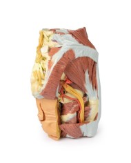 Dissezione del Bacino destro femminile Erler Zimmer 3D anatomy Series