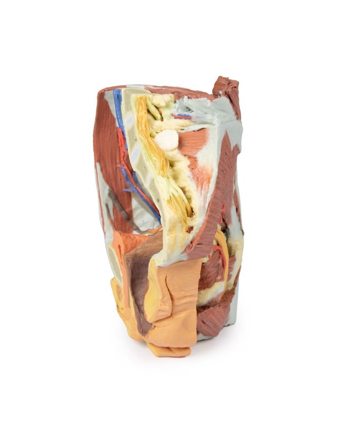 Dissezione del Bacino destro femminile Erler Zimmer 3D anatomy Series