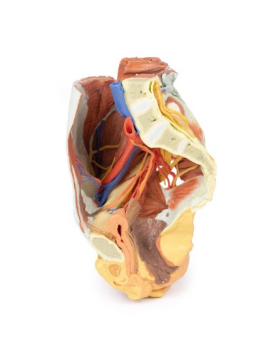 Dissezione del Bacino destro femminile Erler Zimmer 3D anatomy Series