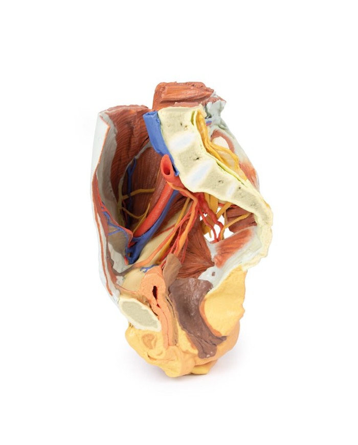 Dissezione del Bacino destro femminile Erler Zimmer 3D anatomy Series