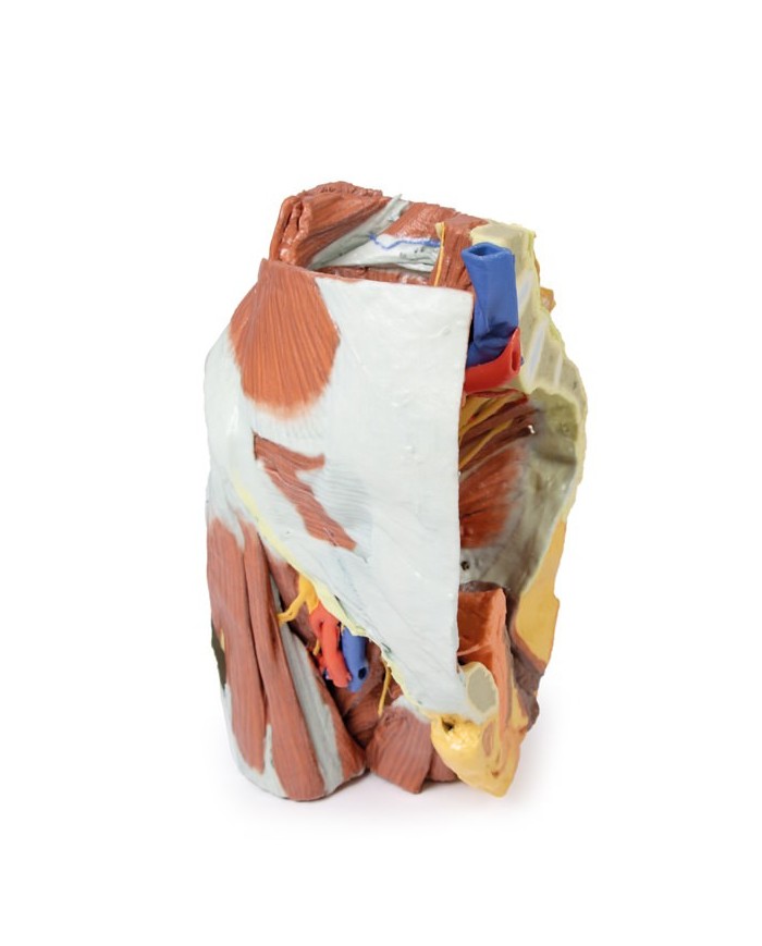 Dissezione del Bacino destro femminile Erler Zimmer 3D anatomy Series