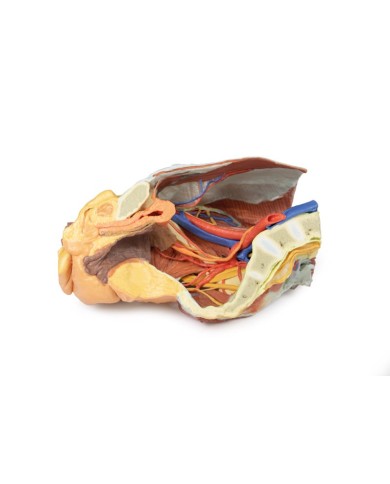 Dissezione del Bacino destro femminile Erler Zimmer 3D anatomy Series